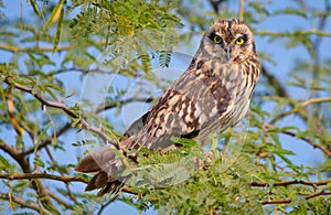 Short-eared owl perched on tree