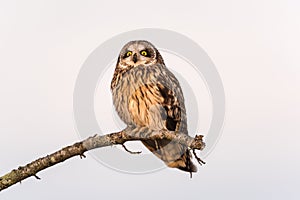 Short-eared Owl Resting
