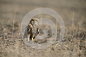 Short-eared Owl roosting on ground at Uran,Mumbai,Maharshtra,India