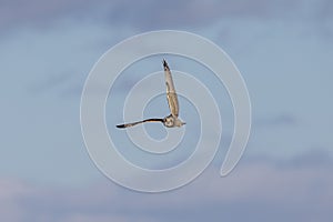 Short-eared owl at the Shawangunk Grasslands