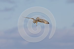 Short-eared owl at the Shawangunk Grasslands