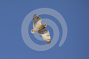 Short-eared owl at the Shawangunk Grasslands