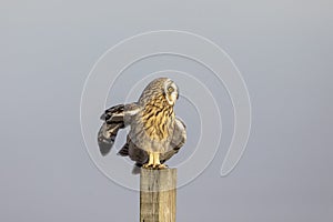 Short-eared owl at the Shawangunk Grasslands