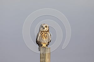 Short-eared owl at the Shawangunk Grasslands