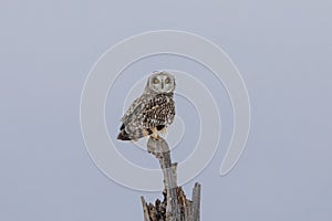 Short-eared owl at the Shawangunk Grasslands