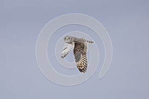 Short-eared owl at the Shawangunk Grasslands