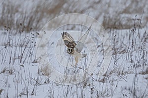 Short-eared owl at the Shawangunk Grasslands