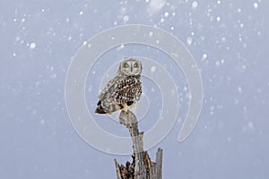 Short-eared owl at the Shawangunk Grasslands