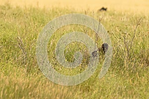 Short Eared Owl Sits on Nest and Looks at Camera