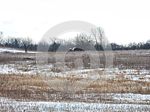 Short Eared Owl Soars Through the Sky on a Winter Day