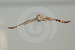 Short eared owl