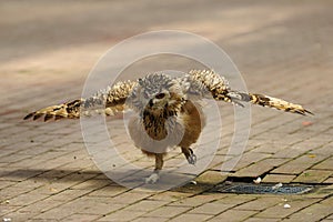 Short-eared owl, spread wings.