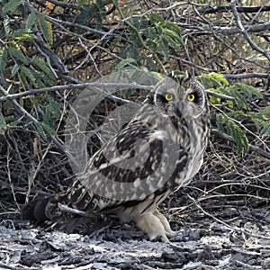 Short-eared Owl staring at camera.