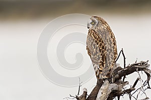 Short eared owl starring into the distance on driftwood