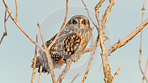 Short-eared owl in tree branches offing camouflage