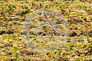 Short eared owl