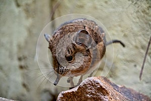 Short Eared Sengi standing on a rock