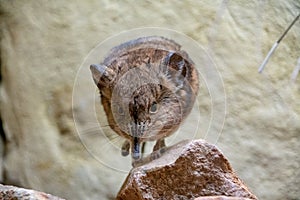 Short Eared Sengi standing on a rock