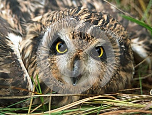 Short-earet Owl