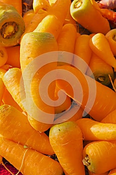 Short Fat Carrots