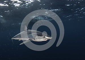 Short Fin Mako photo