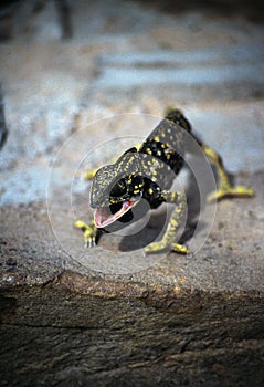 Short-fingered gecko