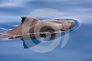 Short finned pilot whale breathing on the surface of the water during a whale watching trip in the south of Tenerife, The Canary