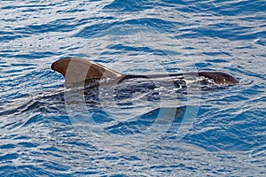 Short finned pilot whale off coast of Tenerife, Spain