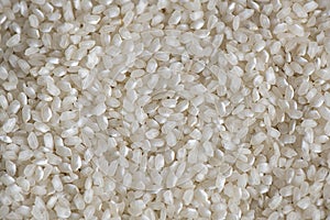 Short-grained white rice laid flat, dry and fresh popular cereal, staple food for over half the world`s population