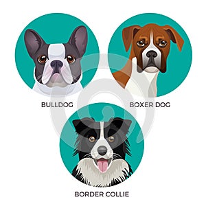 Short hair bulldog, boxer dog and border collie popular canine purebreds photo