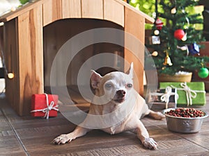 Short hair Chihuahua dog  lying down  in front of wooden dog`s house, christmas tree and gift boxes, looking at camera