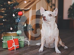 Short hair Chihuahua dog sitting  in front of wooden dog`s house with christmas tree and gift boxes, looking away