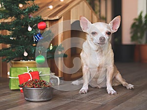 Short hair Chihuahua dog  sitting  in front of wooden dog`s house with dog food bowl, christmas tree and gift boxes, looking at