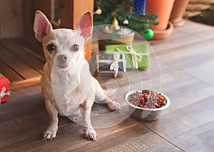 Short hair Chihuahua dog  sitting  in front of wooden dog`s house with dog food bowl, christmas tree and gift boxes, looking at