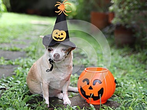 short hair Chihuahua dog wearing Halloween witch hat decorated with pumpkin face and spider, sitting on cement tile in the