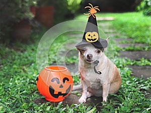 Short hair  Chihuahua dog wearing Halloween witch hat decorated with pumpkin face and spider, sitting on cement tile in the garden