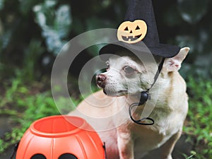 short hair Chihuahua dog wearing Halloween witch hat decorated with pumpkin face and spider, sitting on cement tile in the garden