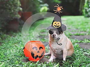 Short hair  Chihuahua dog wearing sunglasses and  Halloween witch hat decorated with pumpkin face and spider, sitting on cement