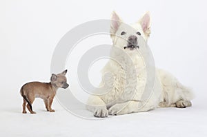 Short hair Chihuahua and white shepherd