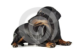 Short hair dachshund lying in a white studio