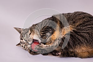 Short hair house cat activly playing clawing toy ball