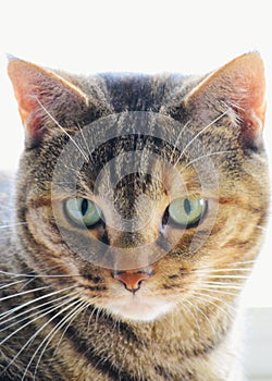 Short Hair Tabby Cat with Green Eyes