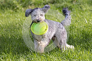 Short haired bergamasco shepherd dog on a meadow with yellow flying disk