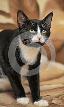 Short-haired black and white cat