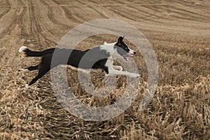 Short Haired Border Collie