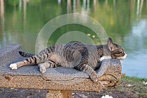 Short-haired cat resting on a bench