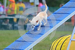 Short-Haired Chihuahua at a Dog Agility Trial
