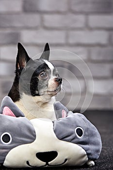 Short-haired Chihuahua dog posing indoors in a big toy on a white brick background