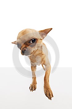 Short-haired chihuahua looking curiously at camera against white studio background. Fish-eye effect.