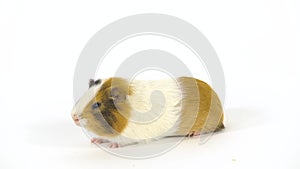 Short-haired colored guinea pig at white background in studio. Slow motion.